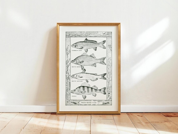 Fresh Water Fish Species Engraved Illustration Chart Vintage Poster