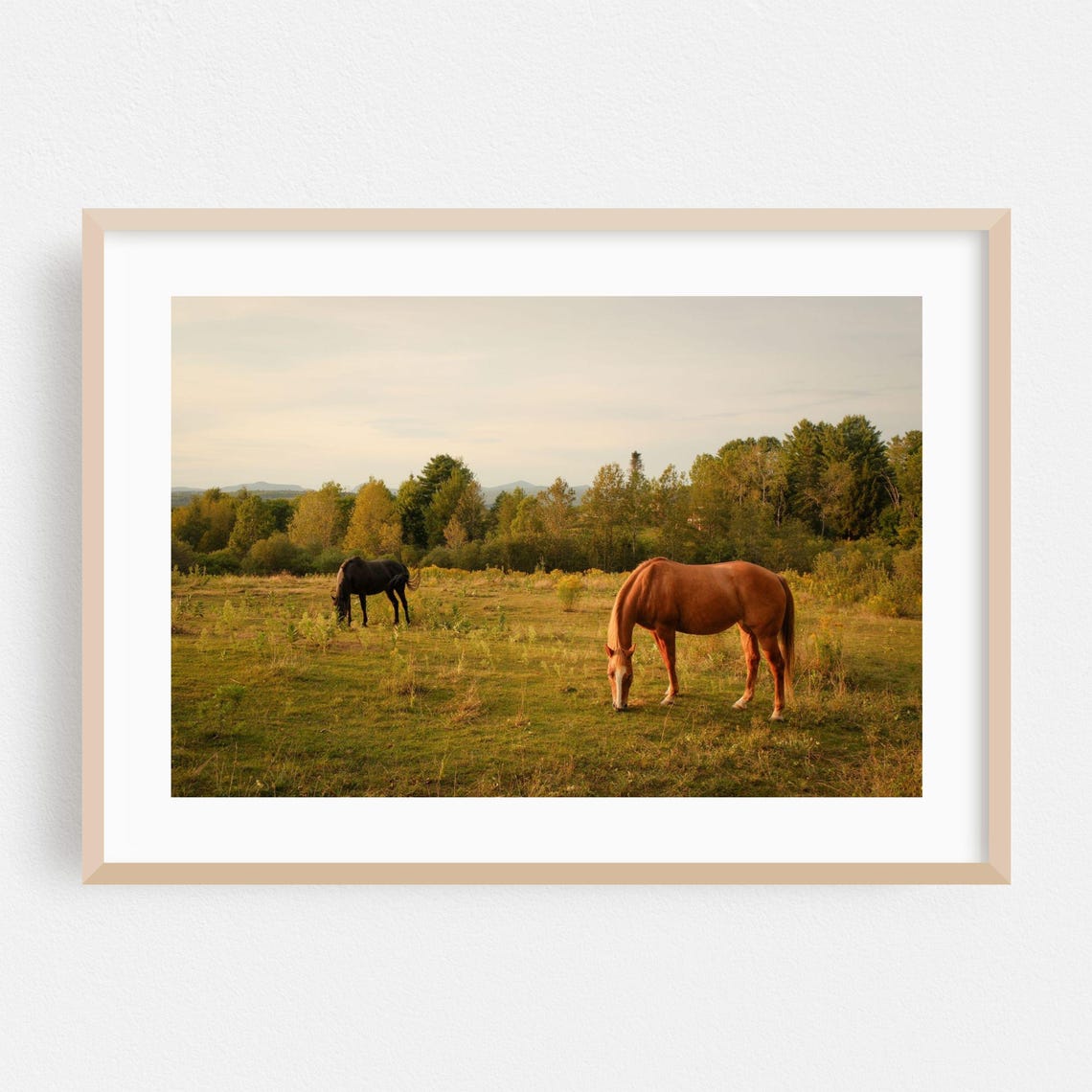 Two Horses Grazing Golden Meadow Rustic Countryside Pasture Poster