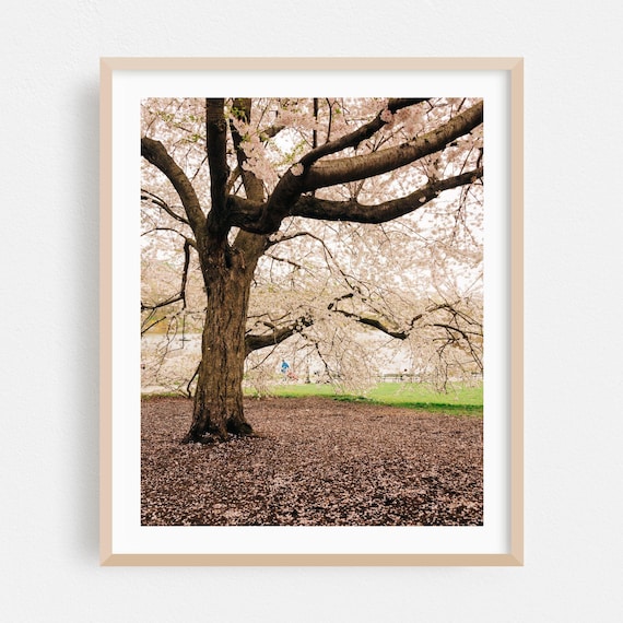Manhattan New York Cherry Blossom Tree Spring Blossoms Poster