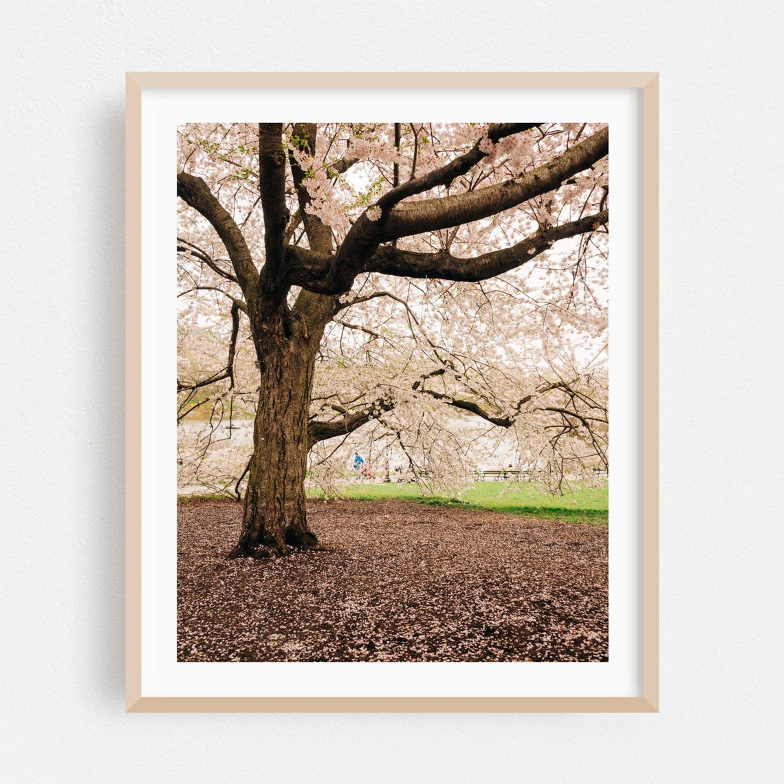 Manhattan New York Cherry Blossom Tree Spring Blossoms Poster