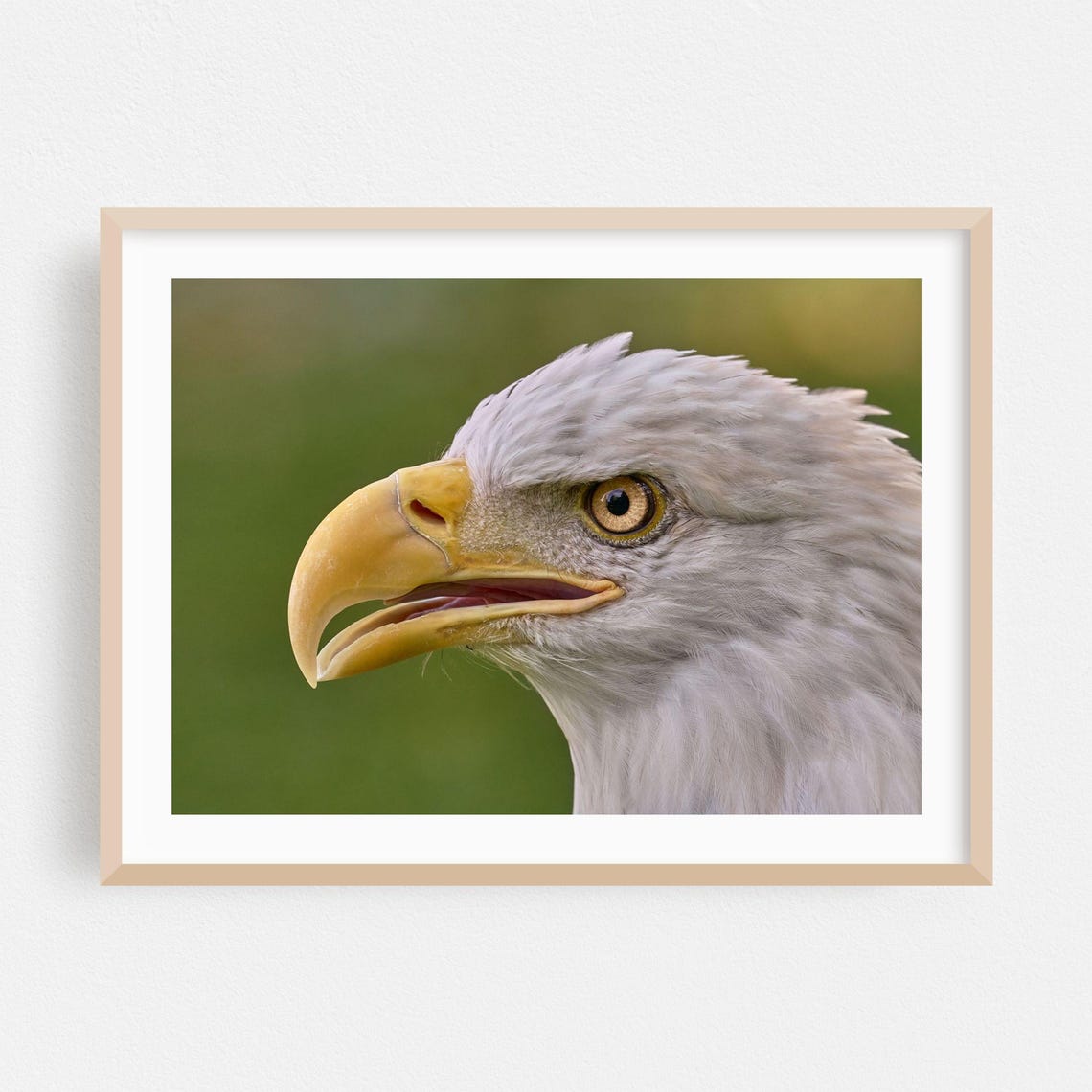 Bald Eagle Close-Up Portrait Fine Art Wildlife Photography Poster