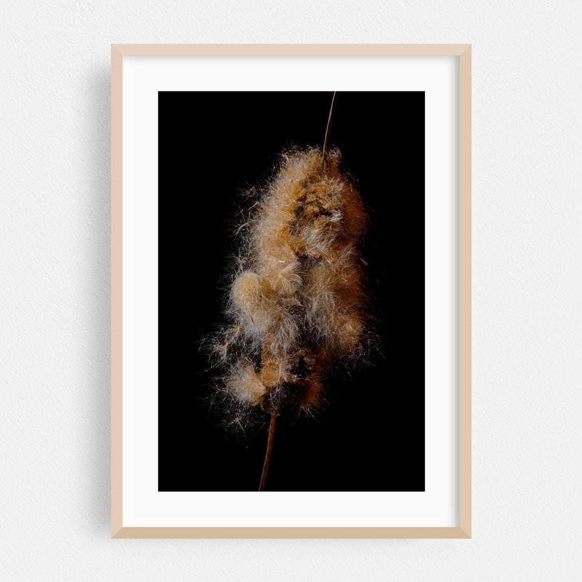 Silky Cattail Seed Head Bursting on Black Background Macro Poster