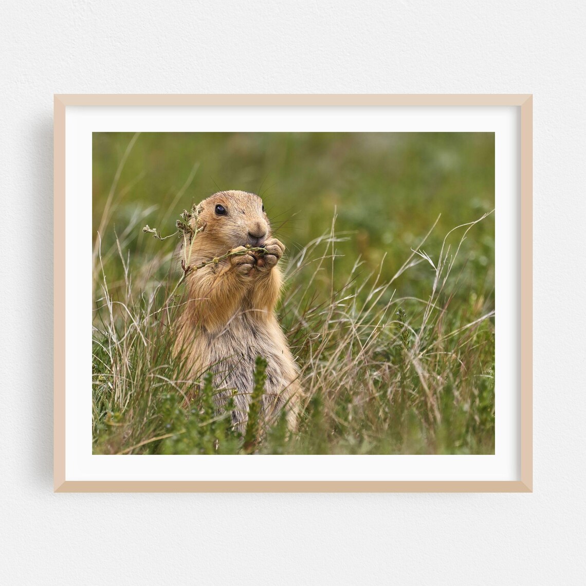 Prairie Dog Munching Greens Cute Meadow Wildlife Photo Poster