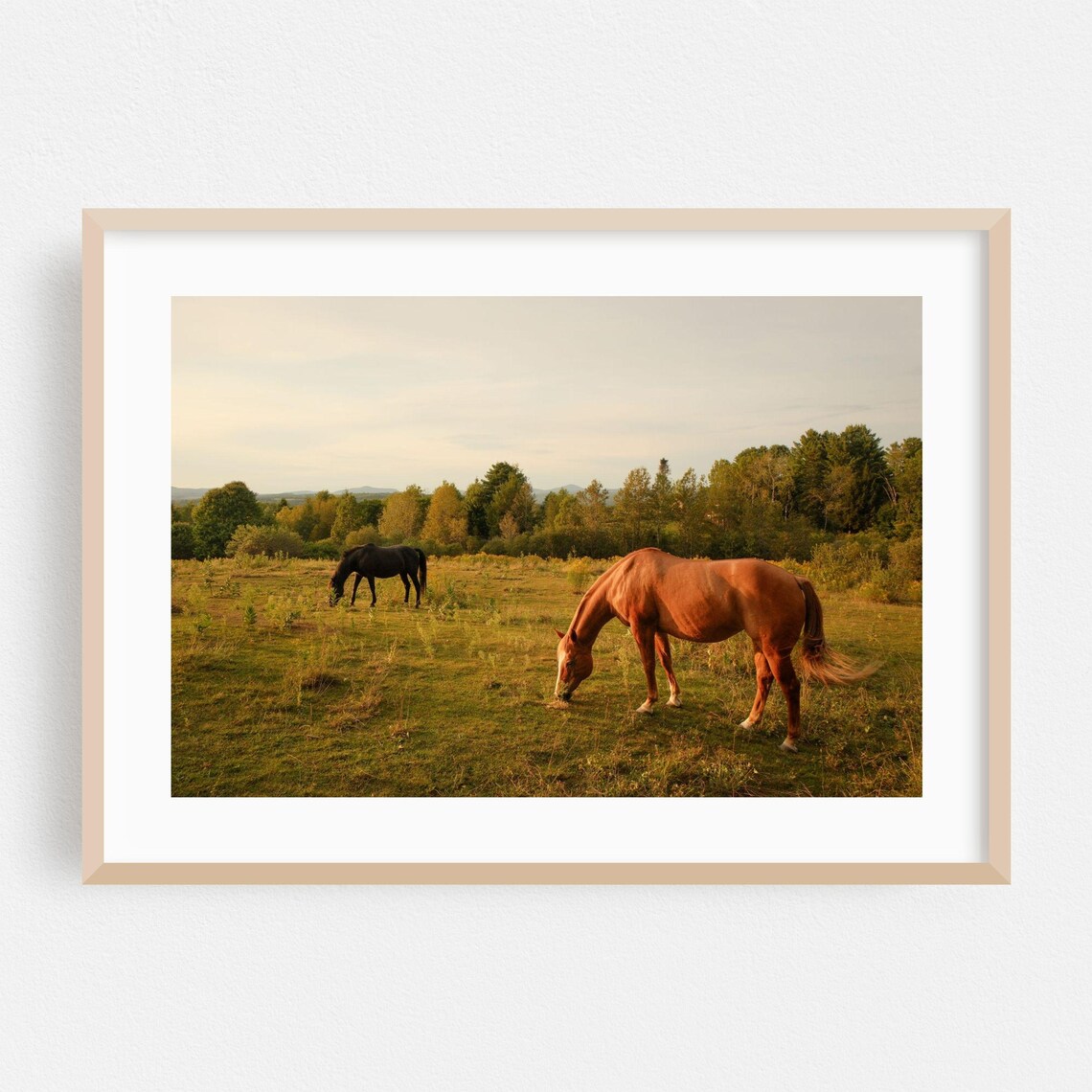 Chestnut Horse Grazing Warm Sunset Golden Meadow Pasture Poster