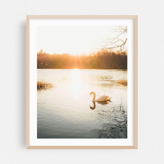 White Swan Gliding on a Golden Sunset Lake Photography Poster