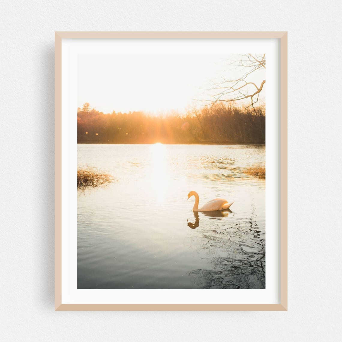 White Swan Gliding on a Golden Sunset Lake Photography Poster