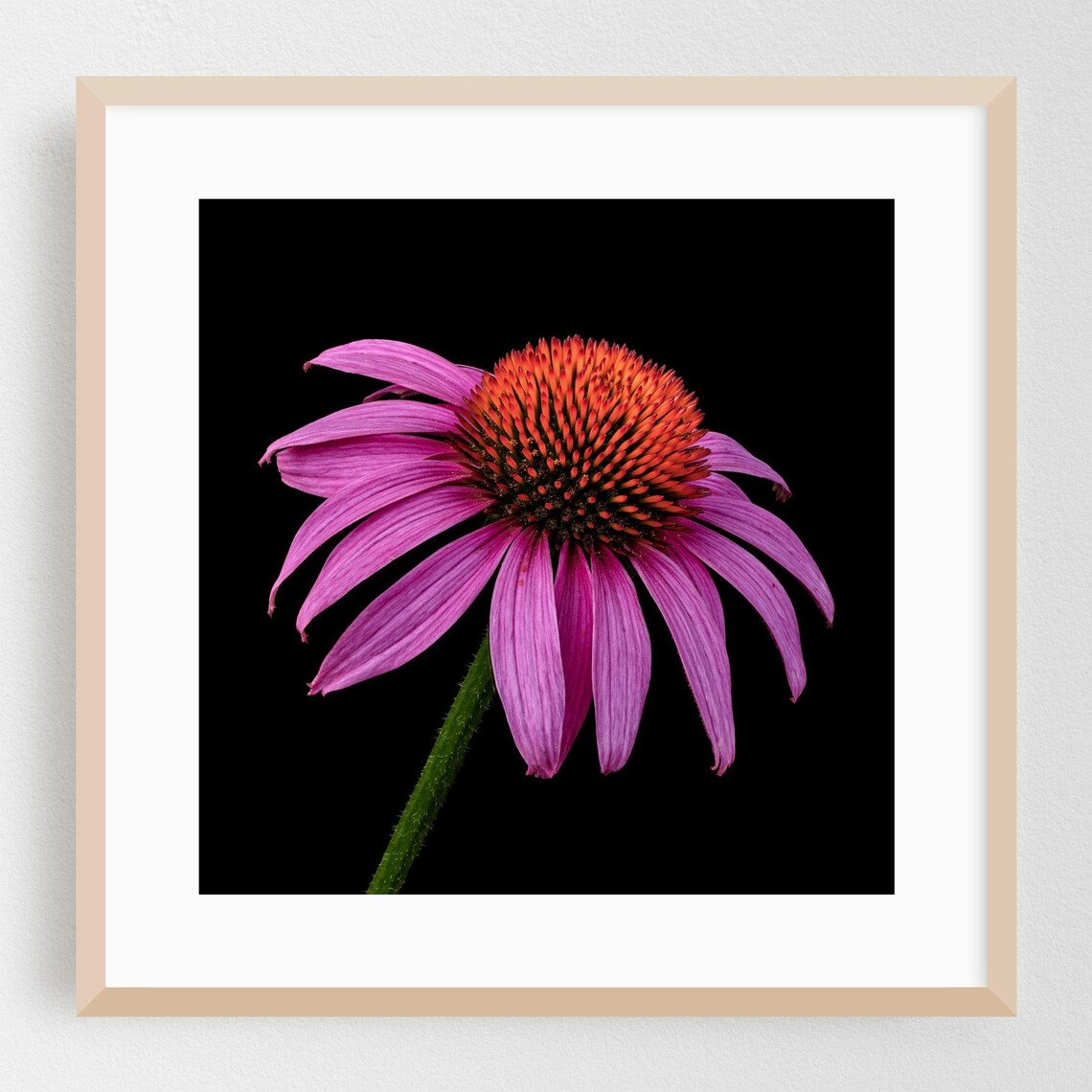 Pink Coneflower Macro Photography Black Background Botanical Wall Art