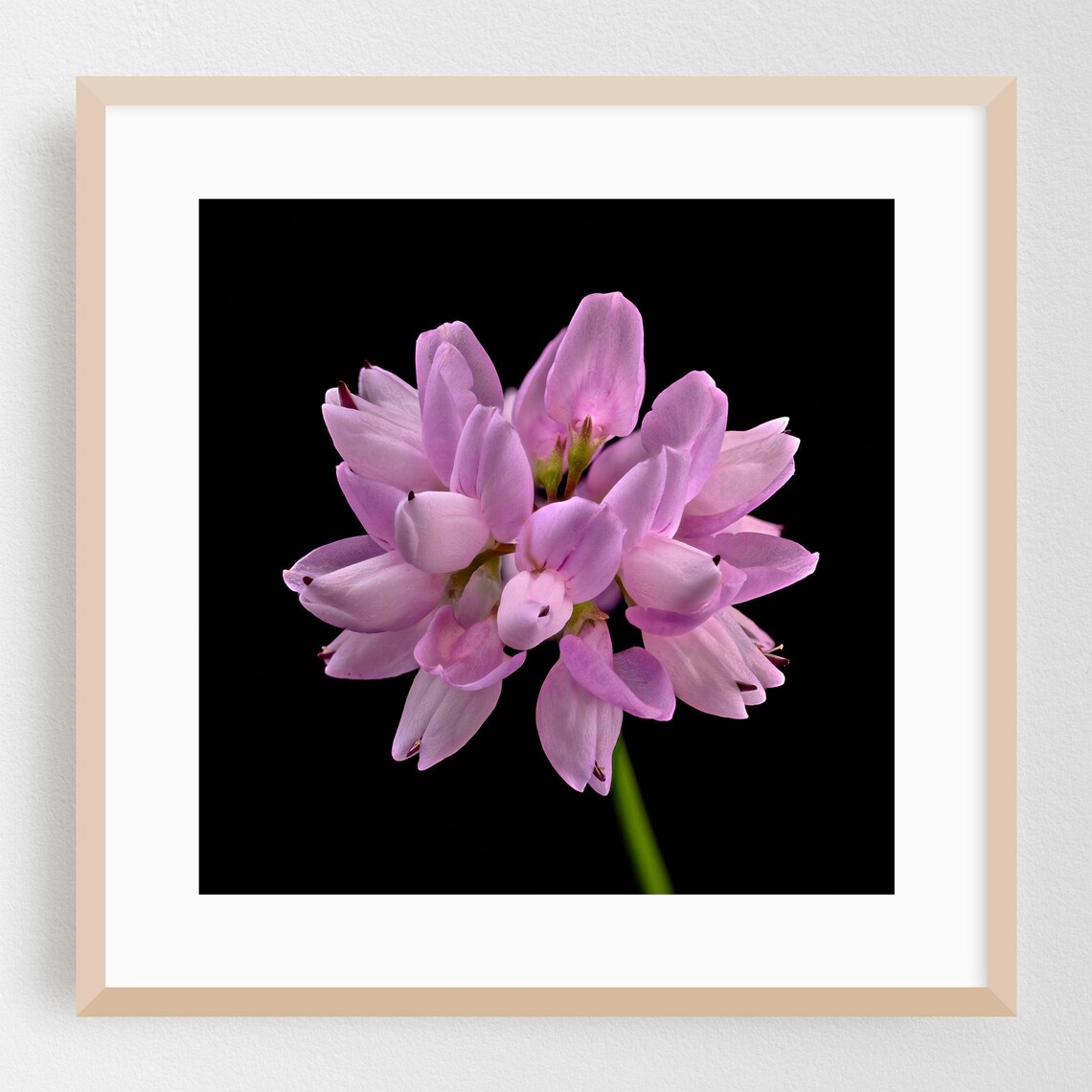 Pink Clover Blossom Macro Photography Black Background Wall Art