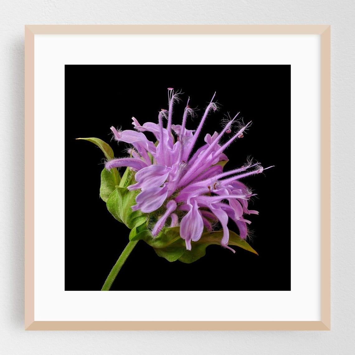 Purple Monarda Bee Balm Macro Photography Poster on Black Background