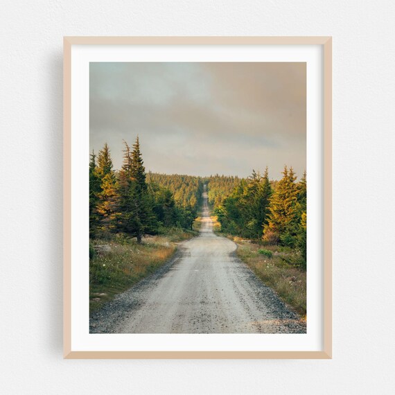 Gravel Road Through Evergreen Forest In Warm Evening Light Poster