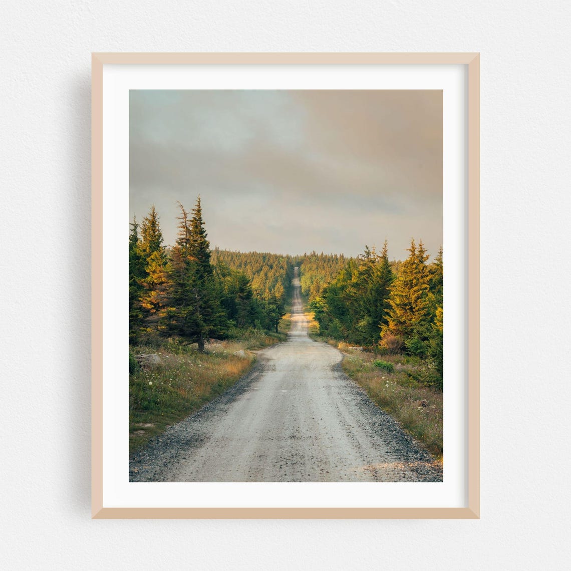 Gravel Road Through Evergreen Forest In Warm Evening Light Poster