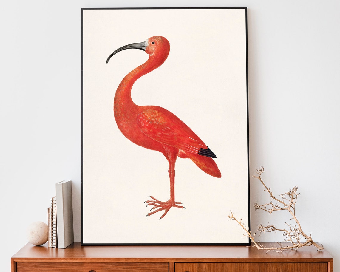 Vintage Scarlet Ibis Bird Illustration Red Tropical Bird Art Poster