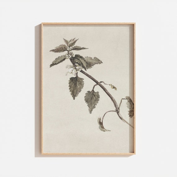 Vintage Botanical Branch Drawing, Art Print