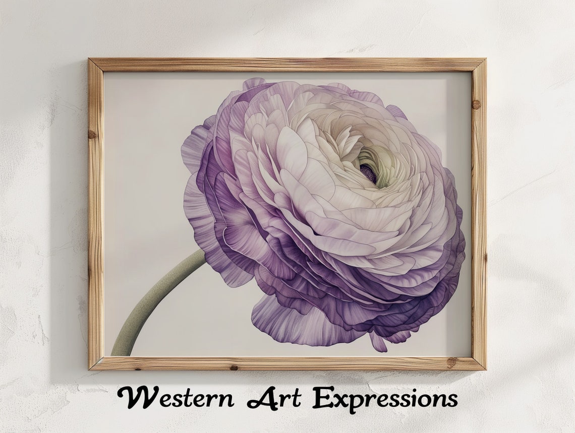 Purple Ranunculus Bloom Watercolor Botanical Illustration Poster
