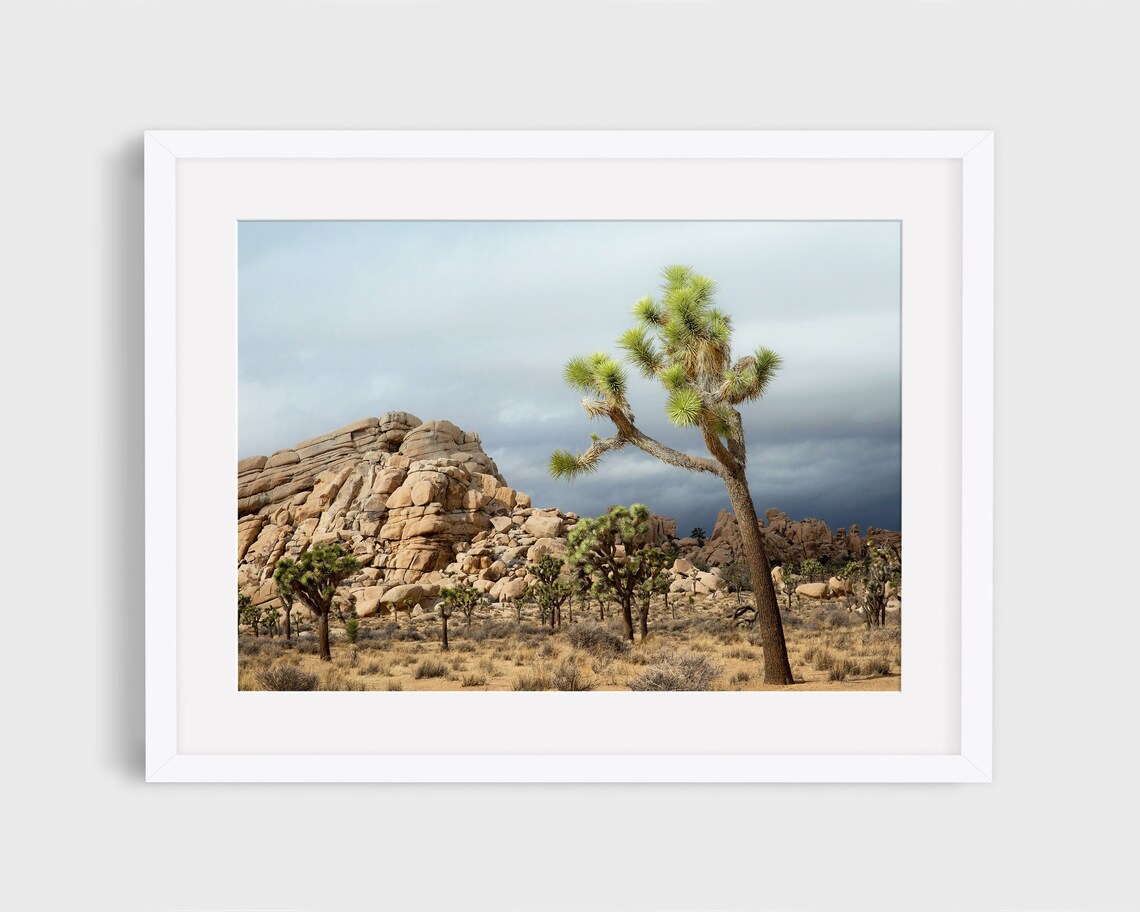 Joshua Tree Photo 3, California Desert Landscape