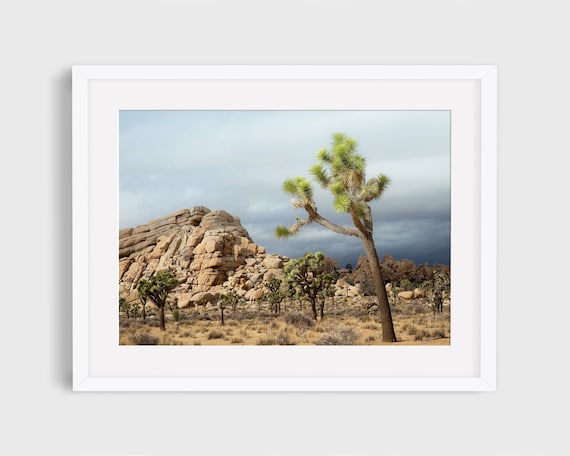 Joshua Tree Photo 3, California Desert Landscape