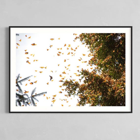 Monarch Butterfly Nature Photography, Wildlife Decor