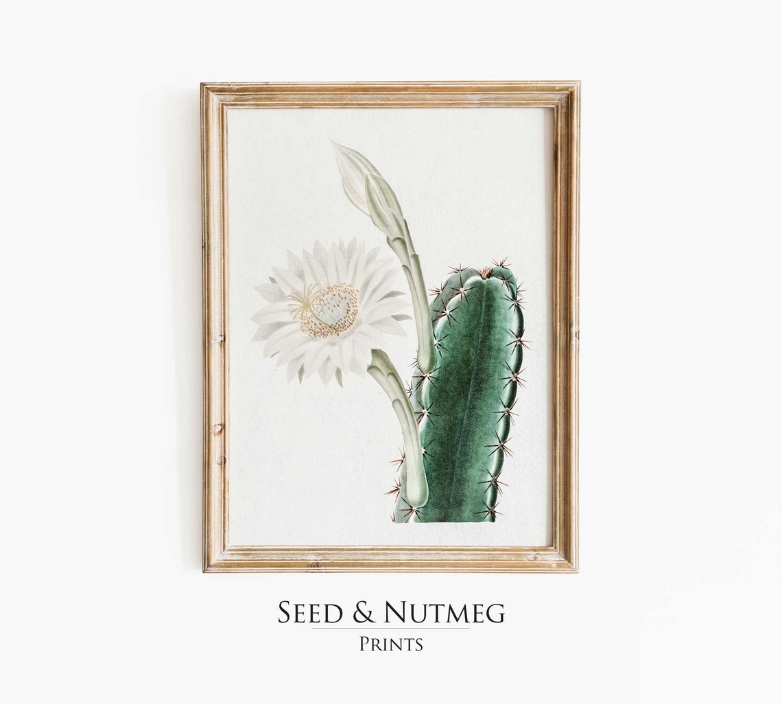 White Cactus Blossom And Green Cactus Vintage Botanical Art Print