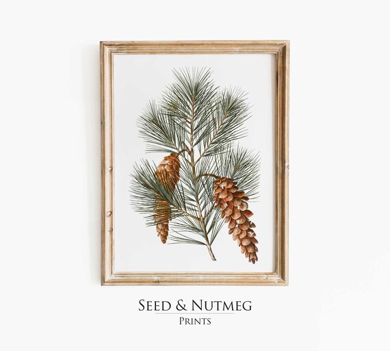 Evergreen Pine Branch With Cones Vintage Botanical Watercolor Print