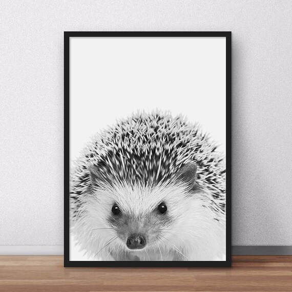 Sweet Baby Hedgehog Face Close Up Black White Cute Animal Poster