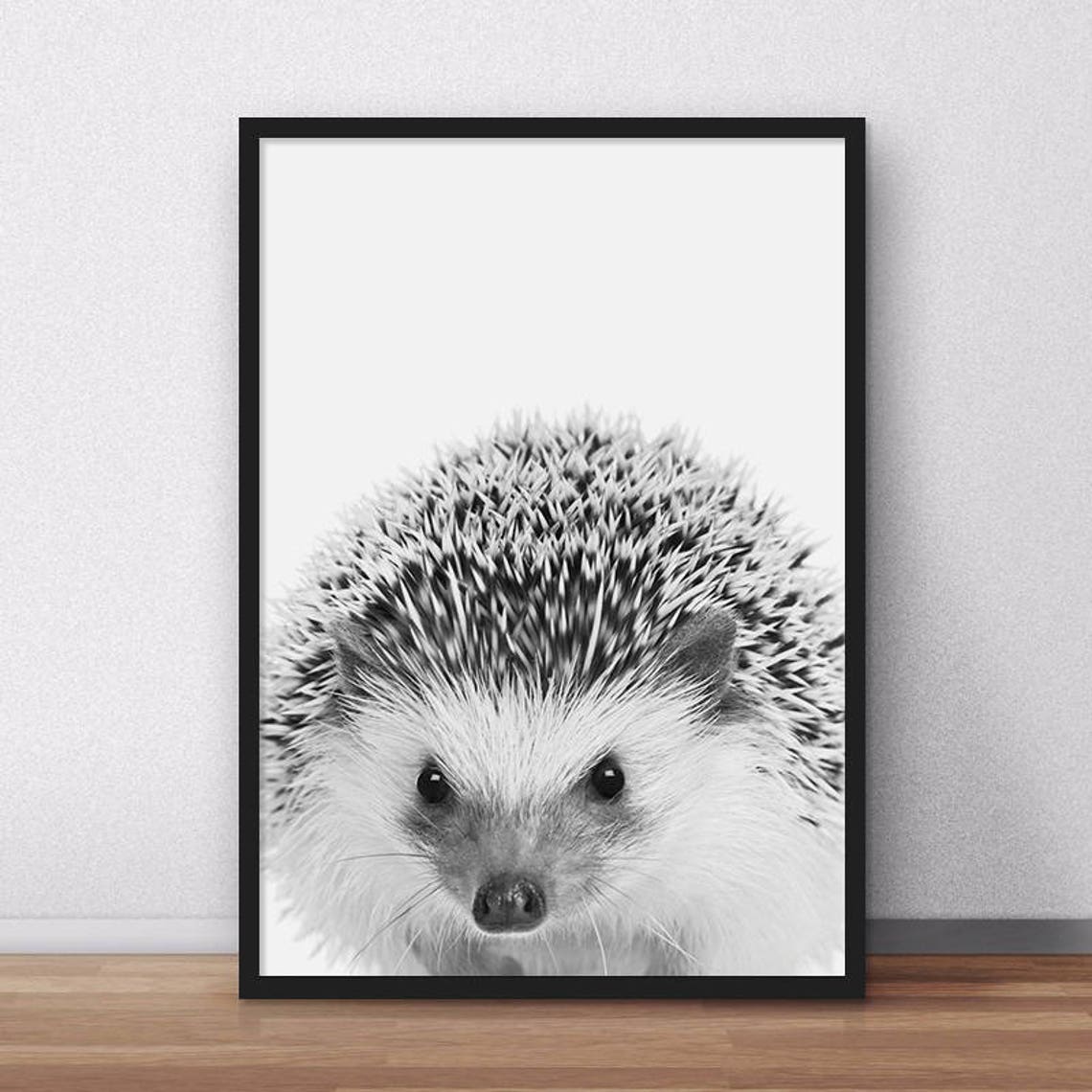 Sweet Baby Hedgehog Face Close Up Black White Cute Animal Poster