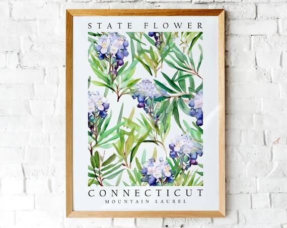 Connecticut Mountain Laurel State Flower Watercolor Botanical Poster