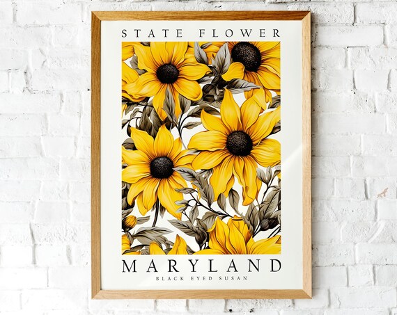 Maryland State Flower Black Eyed Susan Botanical Illustration Poster