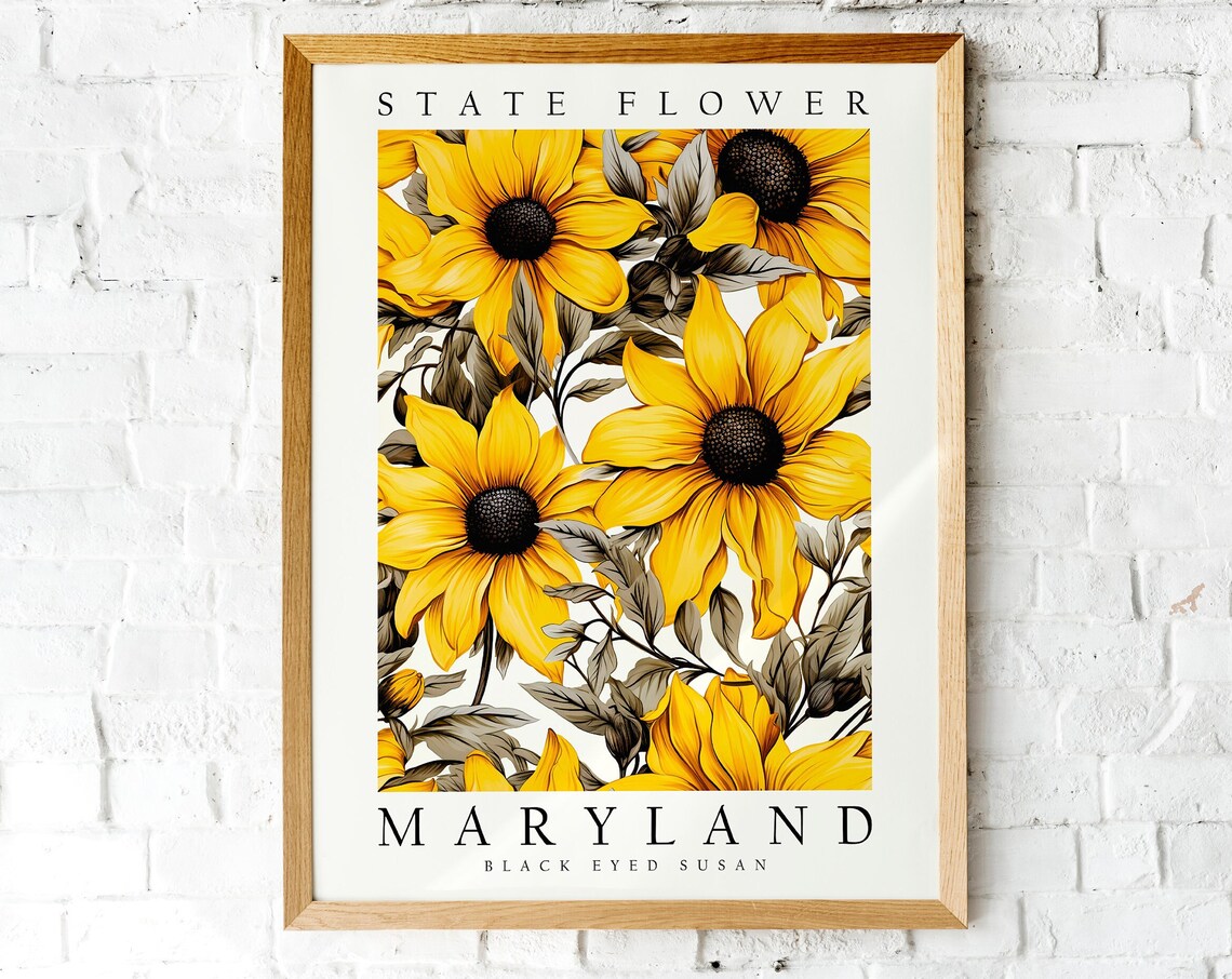 Maryland State Flower Black Eyed Susan Botanical Illustration Poster