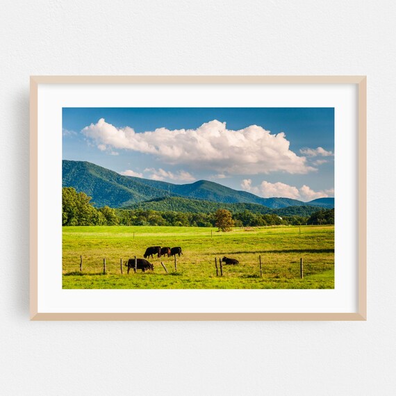 Black Cattle Grazing Pasture With Blue Mountain Backdrop Landscape Poster