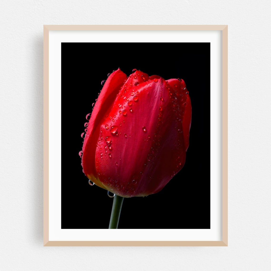 Red Tulip With Water Drops Macro Black Background Floral Poster