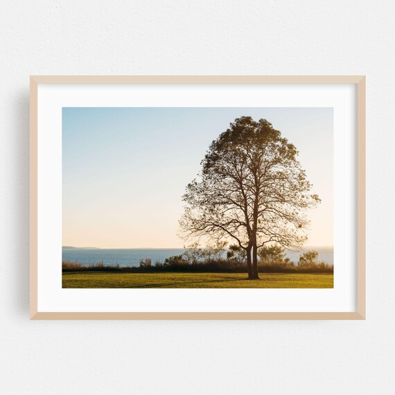 Lone Tree Sunset Over Water Lakeside Silhouette Landscape Photo Poster