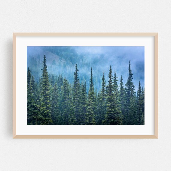Misty Pine Forest in Blue Fog Moody Nature Photography Poster