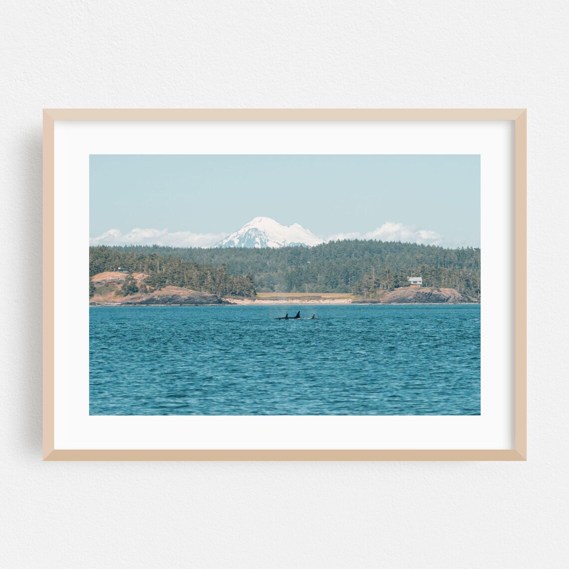 Anacortes Washington Orca Whales And Snowy Peak Ocean Poster