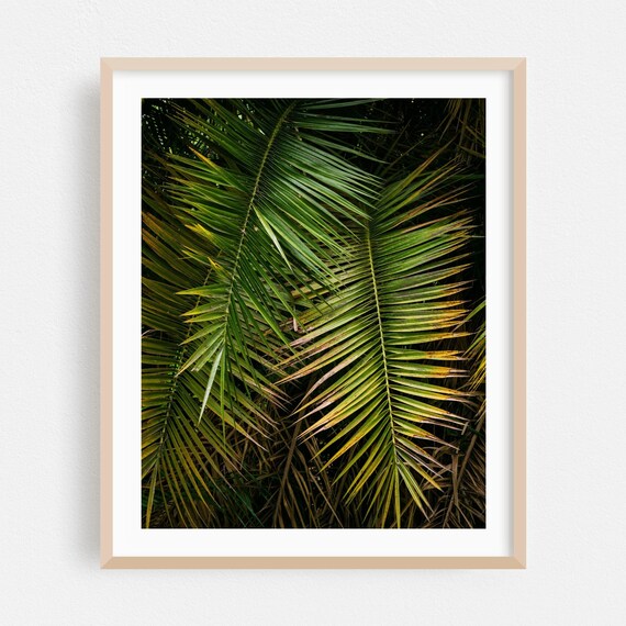 Dark Green Palm Fronds Tropical Botanical Photography Wall Art