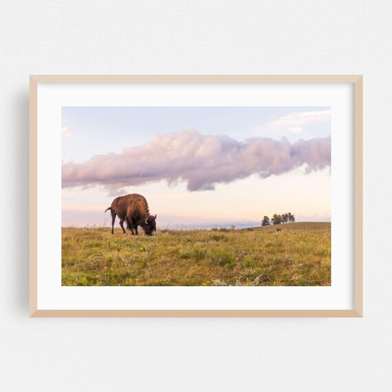 Grazing Bison Golden Prairie Sunset Pastoral Wildlife Photo Print