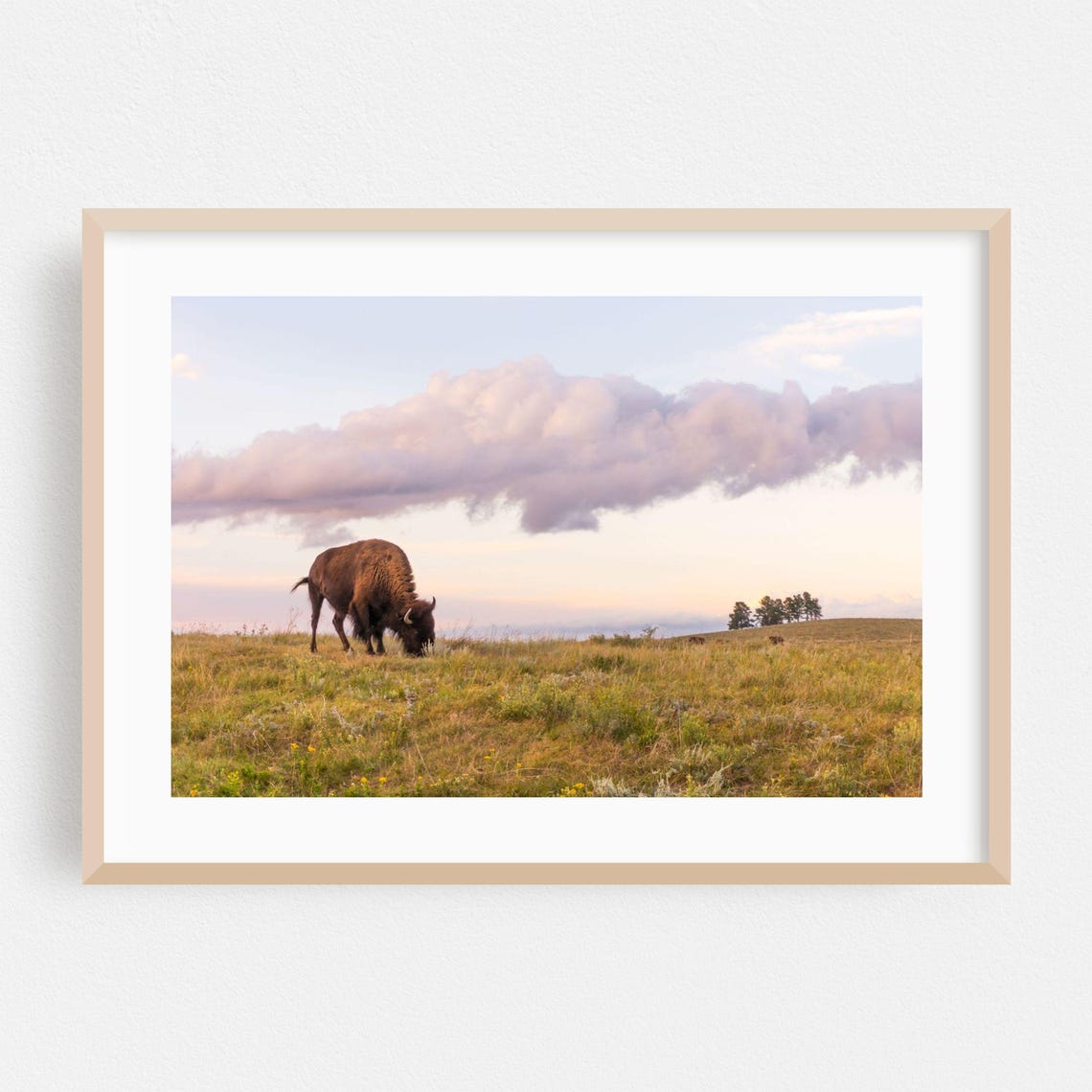 Grazing Bison Golden Prairie Sunset Pastoral Wildlife Photo Print