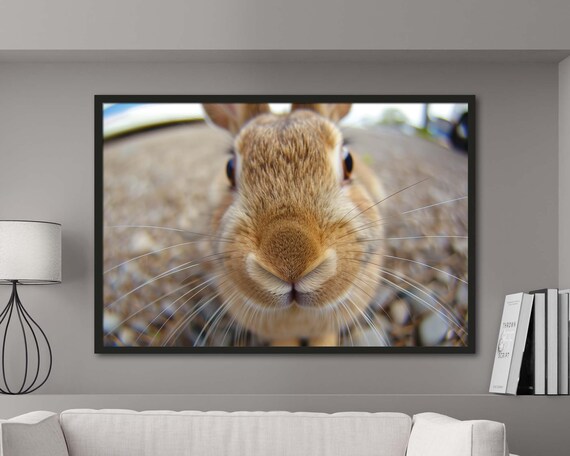 Rabbit Face Close Up Nose Whiskers Macro Wildlife Photography Poster