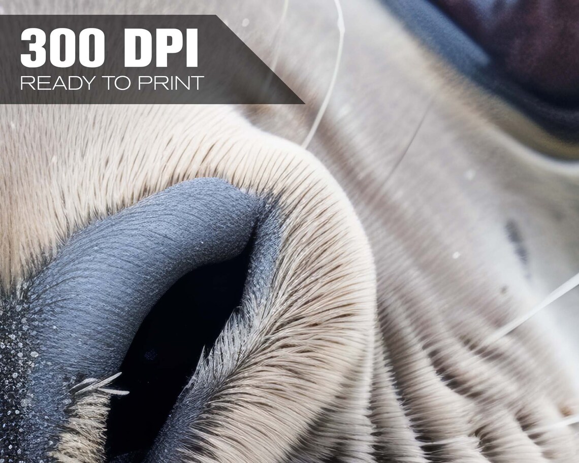 Baby Seal Pup Close Up Big Eyed Wildlife Photography Funny Face Poster - Image 4