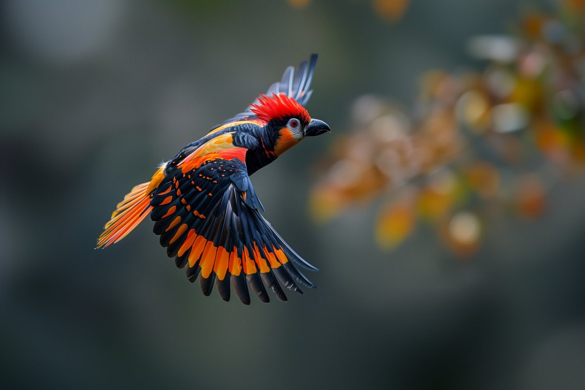Red And Black Songbird In Flight Wildlife Birdwatcher Art Poster - Image 5
