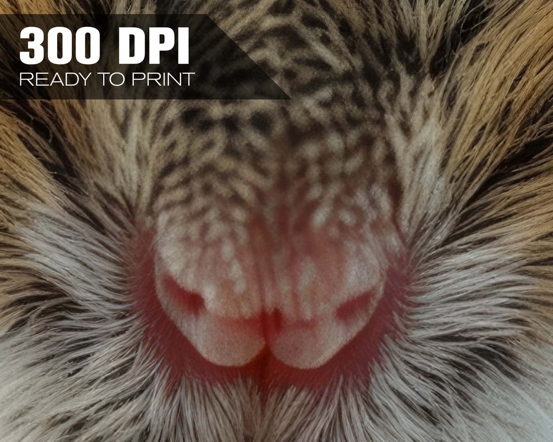 Hamster Face Close Up Pink Nose Whiskers Macro Cute Pet Photo Poster - Image 4