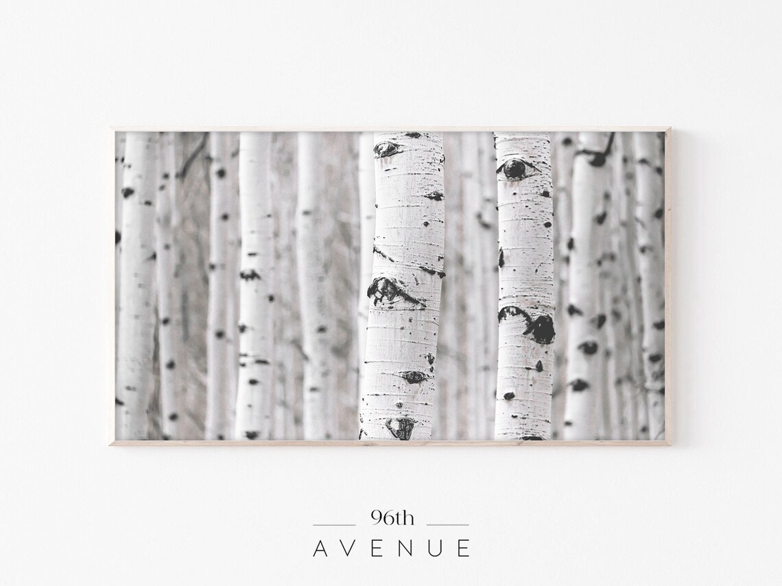 White Birch Trees Autumn Fall Nature Art Print