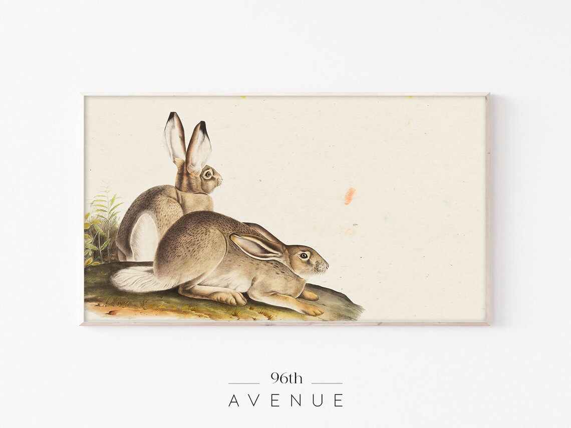 Vintage Jackrabbit Pair Illustration On Cream Neutral Animal Wall Poster