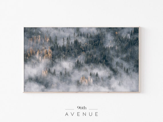Foggy Forest Nature Landscape