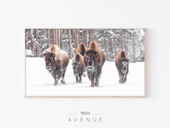 Bison Walking Through Snow Winter Wildlife Herd Scene Poster