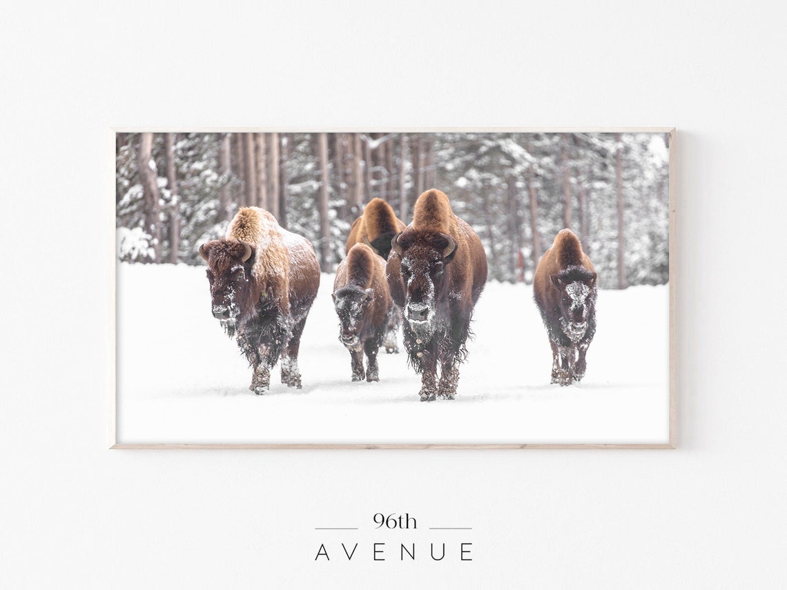 Bison Walking Through Snow Winter Wildlife Herd Scene Poster