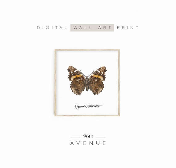 Butterfly Wall Art Rustic Insect Print Instant