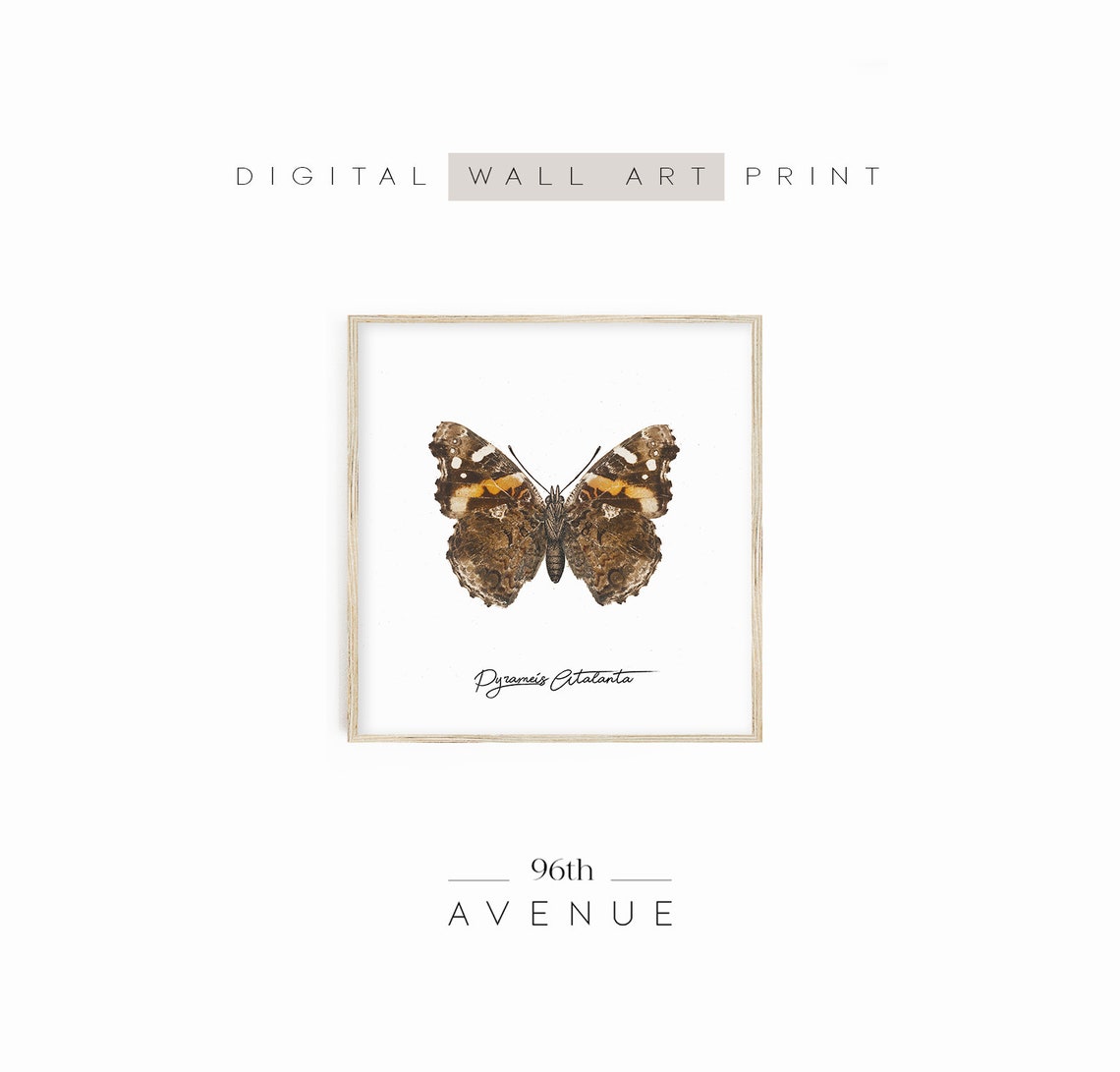 Butterfly Wall Art Rustic Insect Print Instant