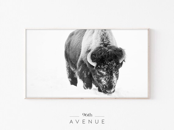 American Bison in Snow Minimalist Winter Wildlife Photography Poster