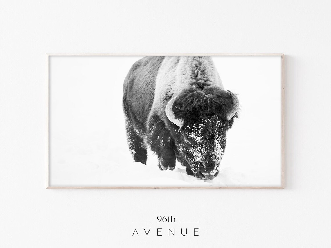 American Bison in Snow Minimalist Winter Wildlife Photography Poster