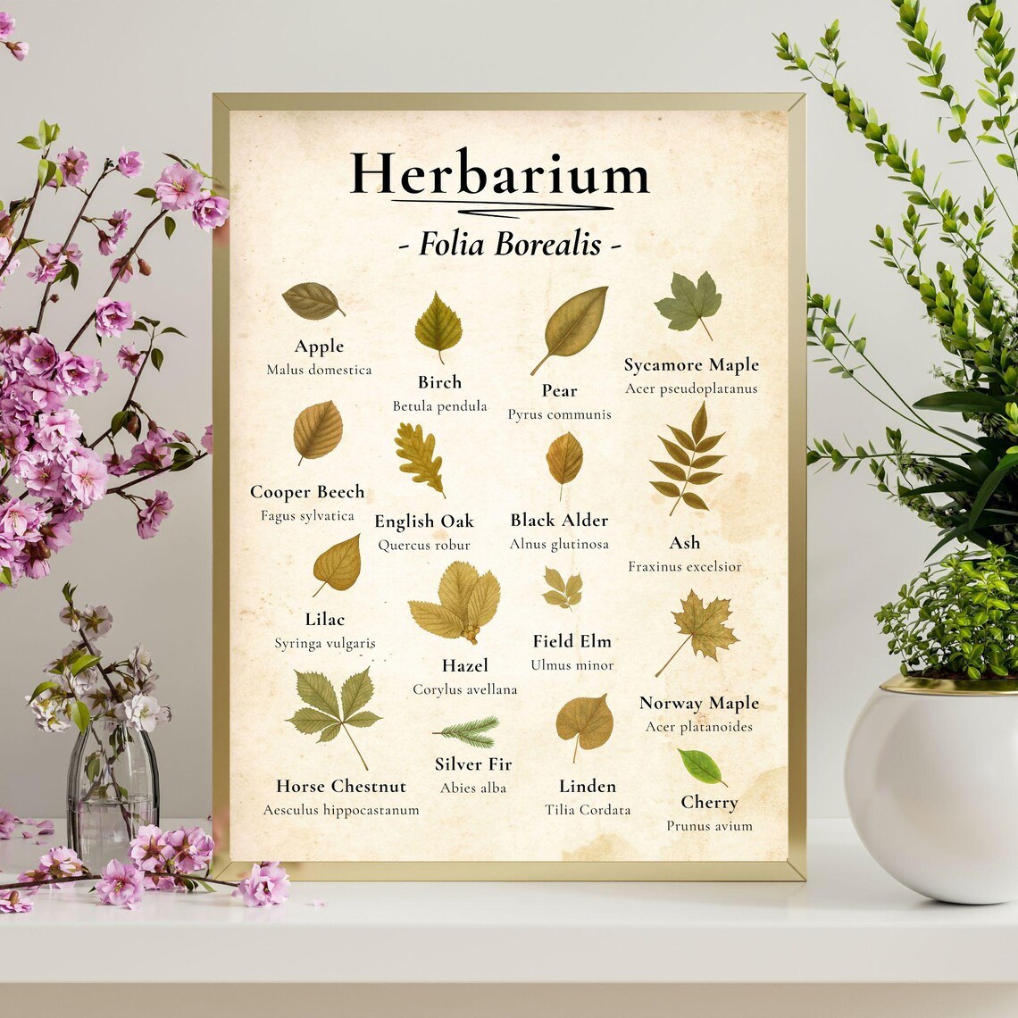 Herbarium Botanical Leaf Chart, Vintage Art Print